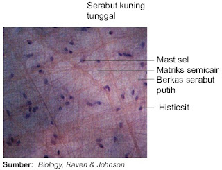 Struktur dan Fungsi Jaringan Pengikat Longgar pada Hewan