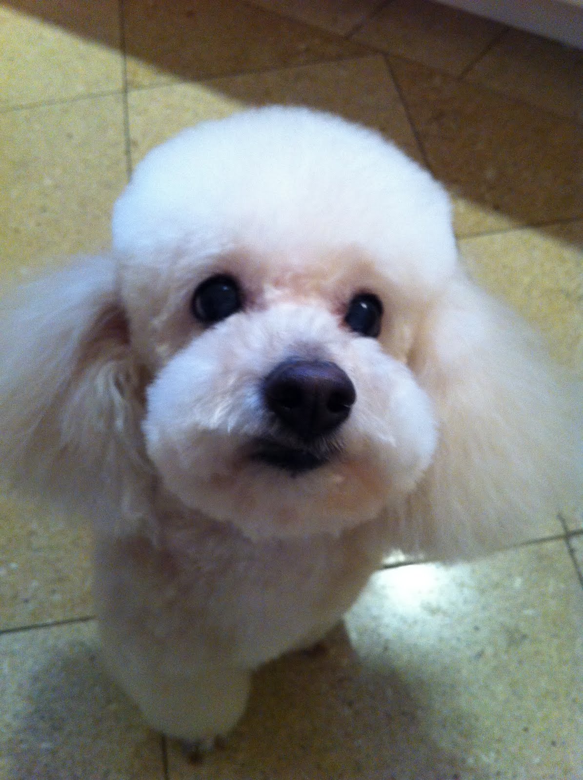 A1 pet grooming, New York