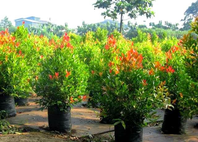 Bibit Tanaman Murah: Jual Pohon Pucuk Merah di Palembang