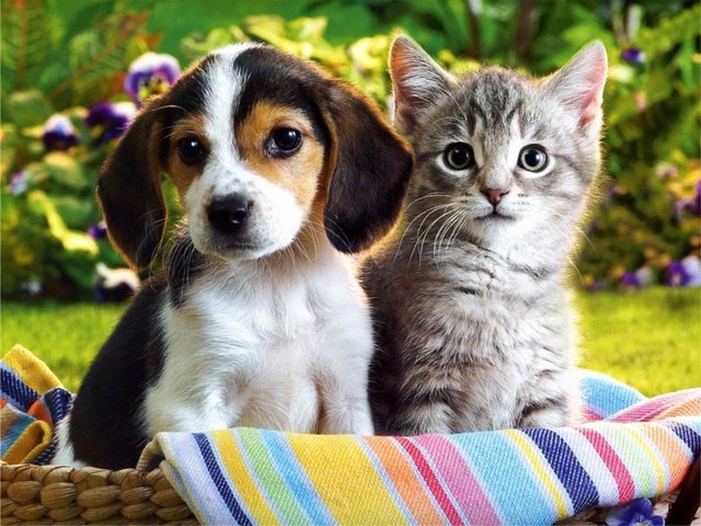 35 pictures of cats and dogs get along, cats and dogs pictures, cats and dogs are friends