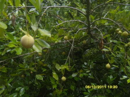 Biji Buah Pala