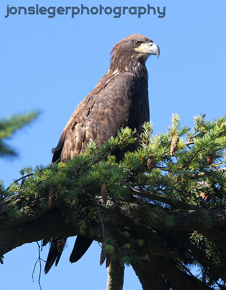Northern Illinois Birder Bald Eagles in Dungeness National Wildlife