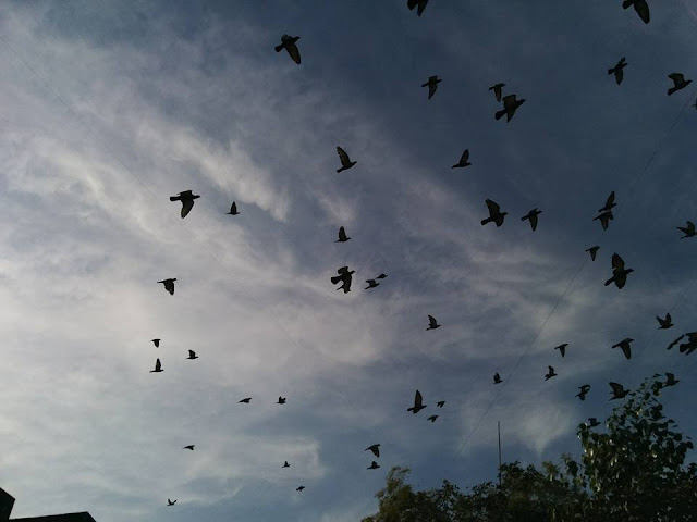 FLYING BIRDS