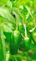 green-chili-plants