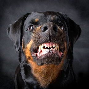 rottweiler attacks on humans retriever labrador rottweiler attacks rottweiler attacks on humans retriever labrador rottweiler attacks