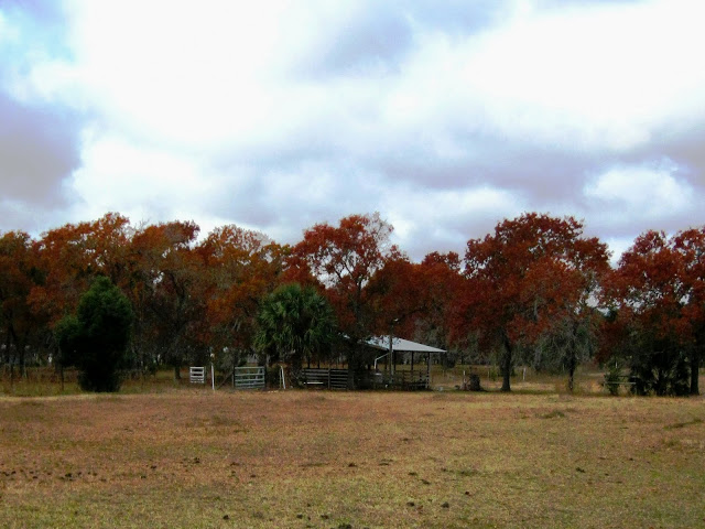 Fall Colors at Christmas