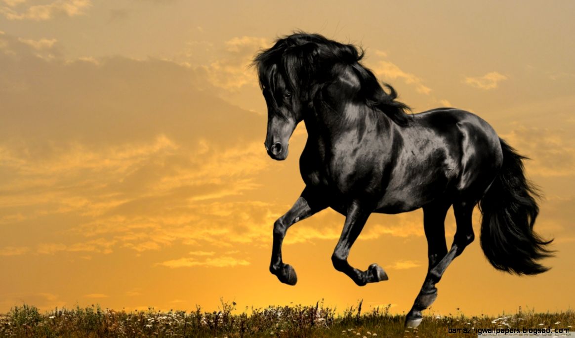 Image gallery for beautiful black horse running Image gallery for beautiful black horse running
