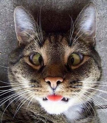 Funny Face Cat | 100knot