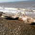 Mysterious sea creature with a “beak” and “fur” washed up on Russian beach. Is this an alien creature?