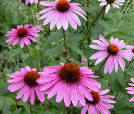 Echinacea - Immune Boo...