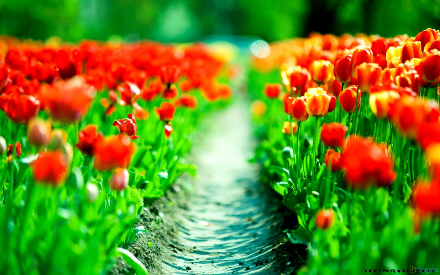 flower tulip wallpaper 4 HD Wallpaper  Flowers Wallpapers flower tulip wallpaper 4 HD Wallpaper  Flowers Wallpapers