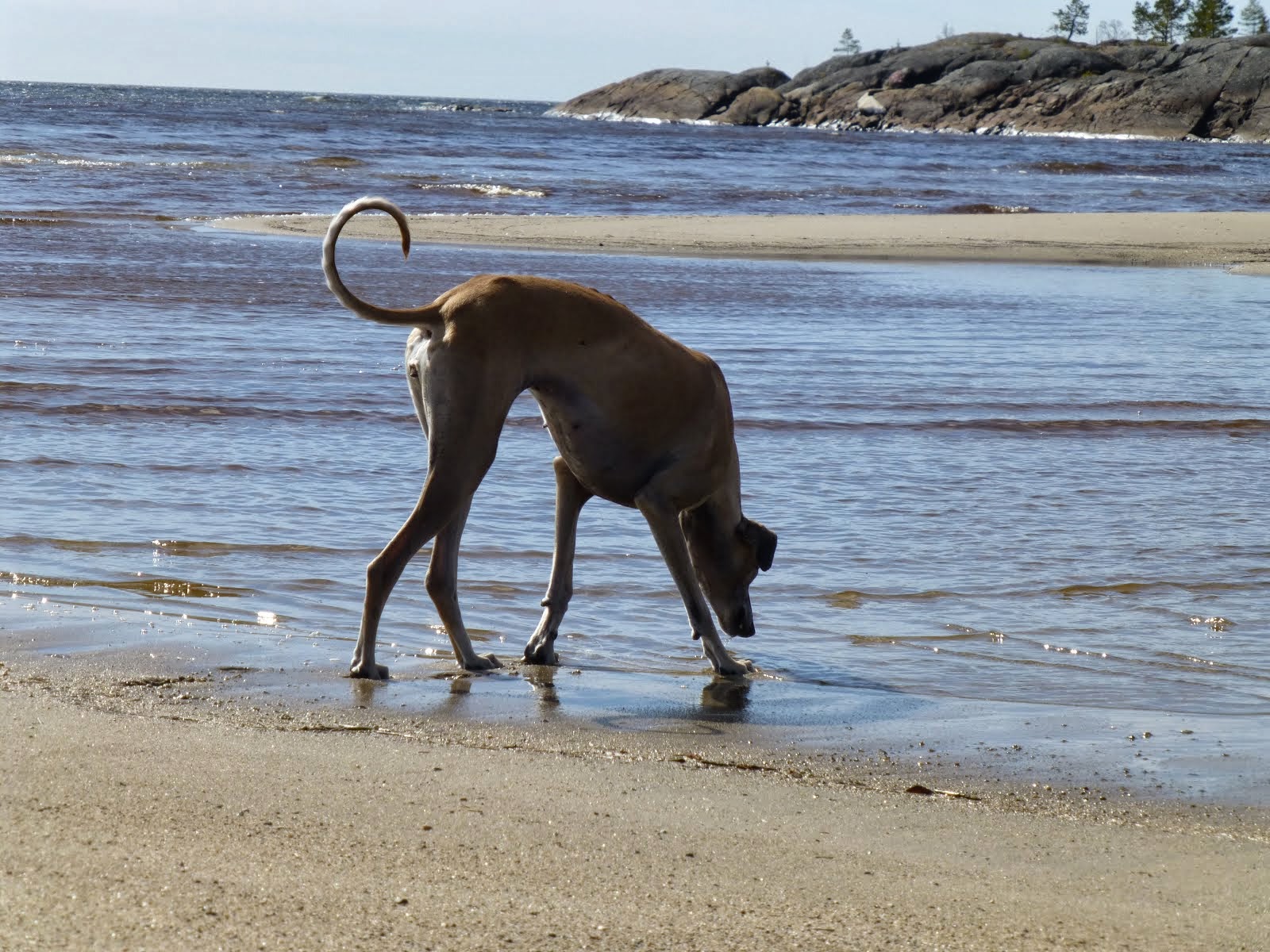 Äldsta hunden, sloughin Kajsa