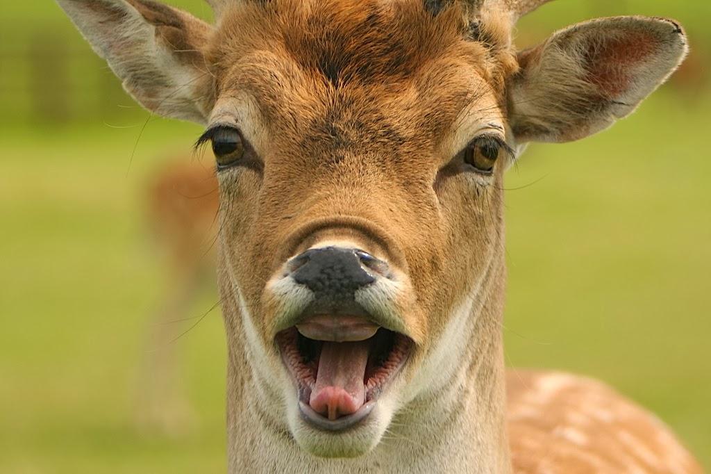 funny deer wallpapers high quality download free on funny deer wallpapers