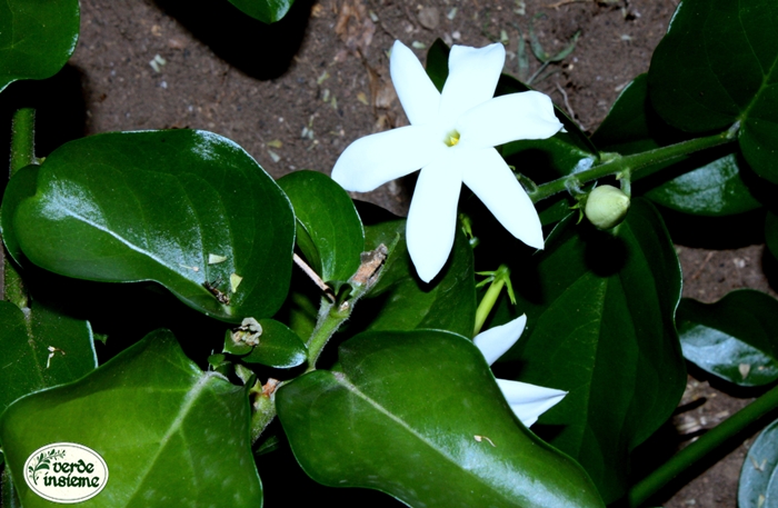 Si Fa Presto A Dire Gelsomini