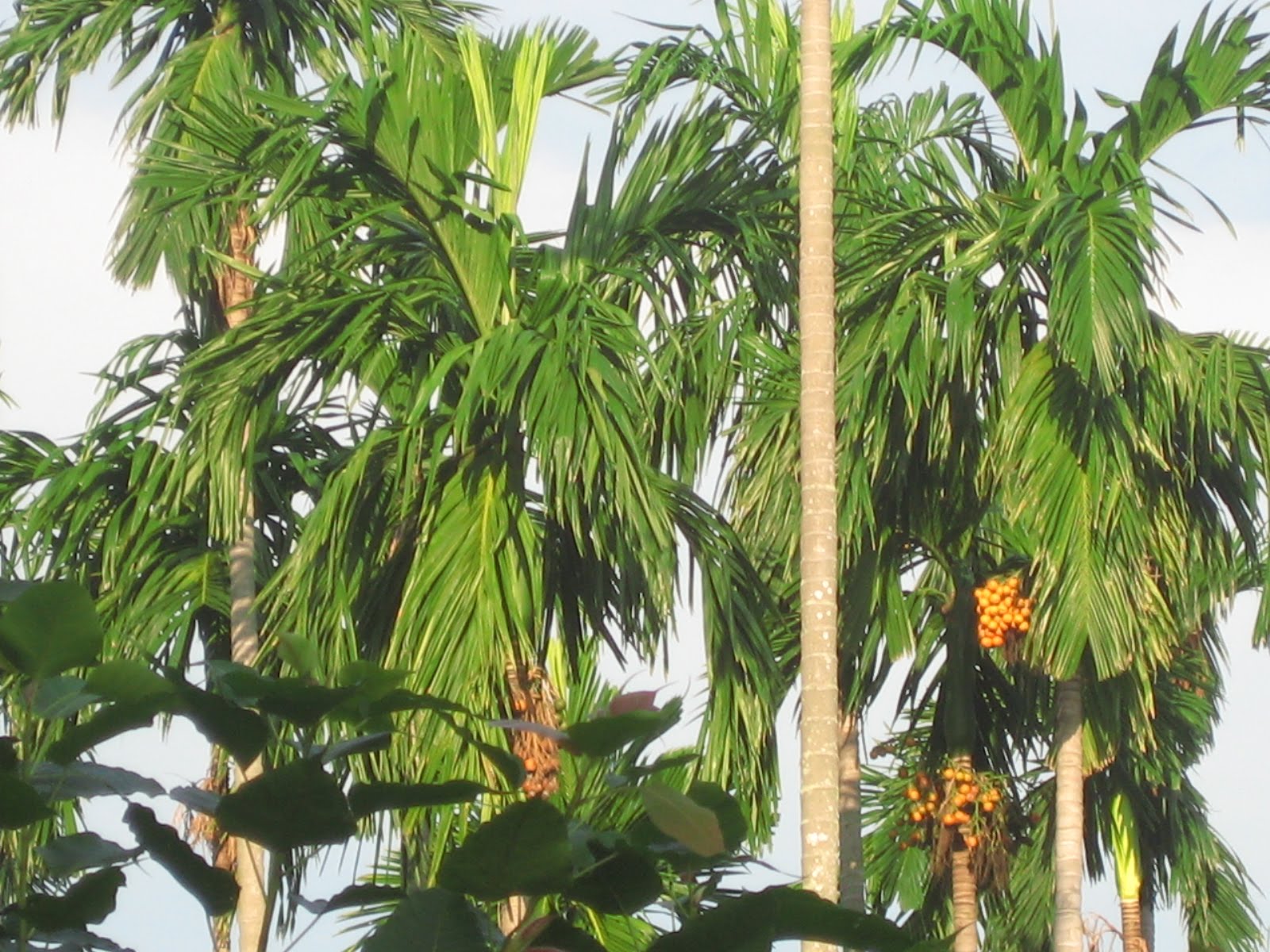 Areca Tree