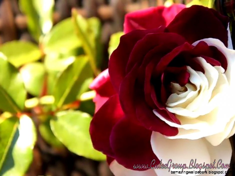 Cute Roses Wallpapers The World Of Fun Cutee Group Cute Roses Wallpapers The World Of Fun Cutee Group