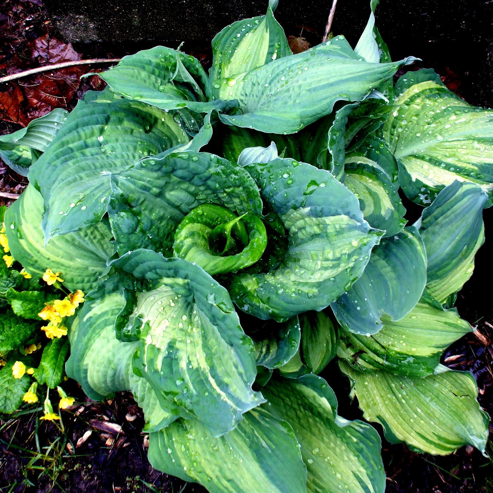 A Rose in the Garden A Rainy Day Saturday Hostas and their Companions