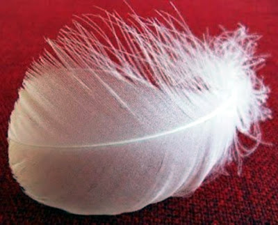 White feather a message from the dead
