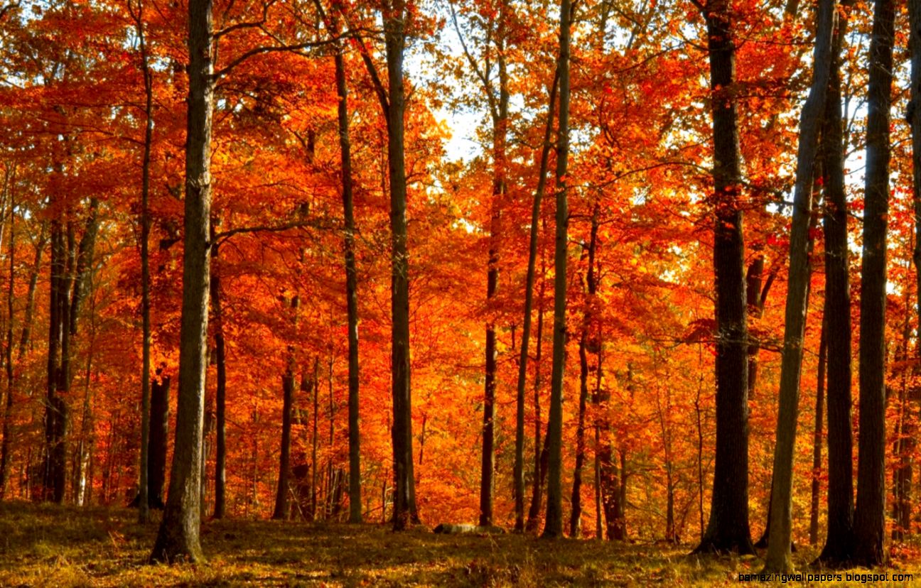 Fall Forest Fall Forest