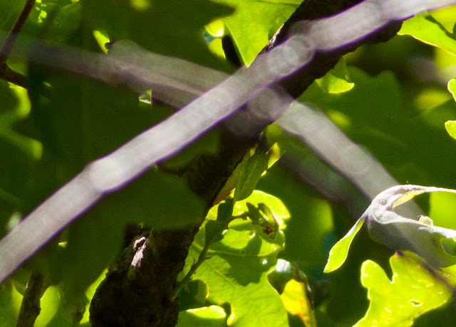 Blackburnian Warbler - Prospect Park, New York