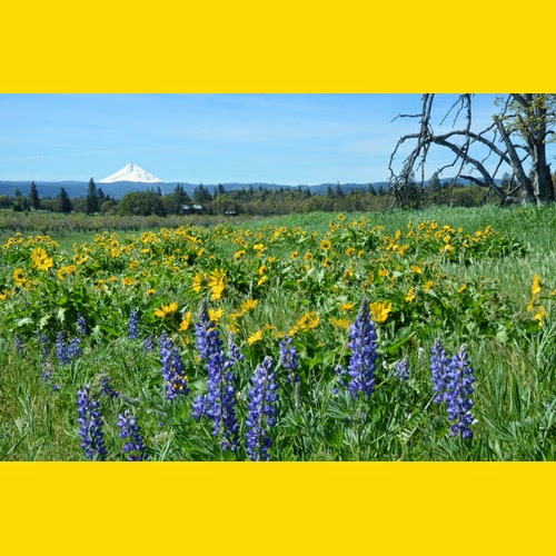 Terry Richard's Top 10 Wildflower Hikes in the Columbia River