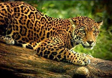 3rd largest cat in the world