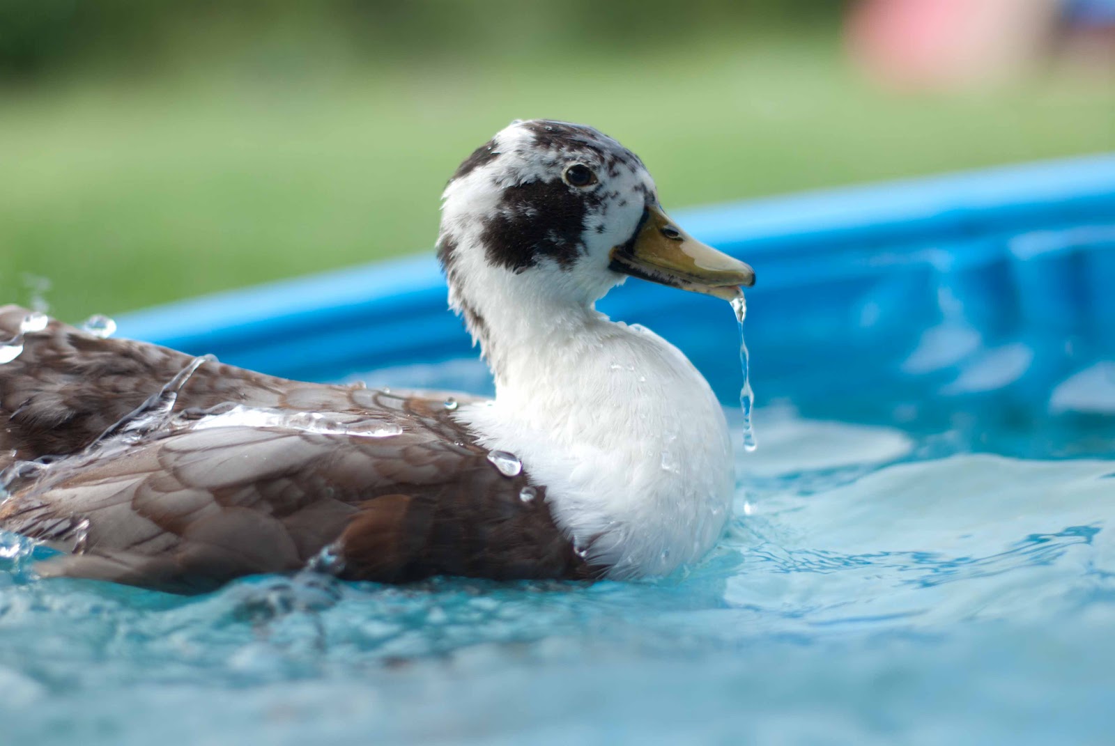 Fluffy Bottoms Farm Our Ducks