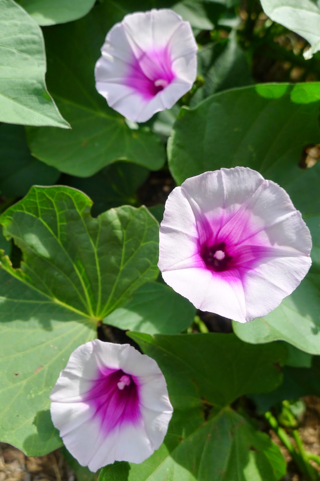 eauregard sweet potato flowers, urban farming, gardening