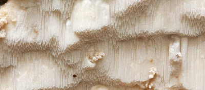 A bright white waterfall polypore, Phaeolus-schweinitzii
