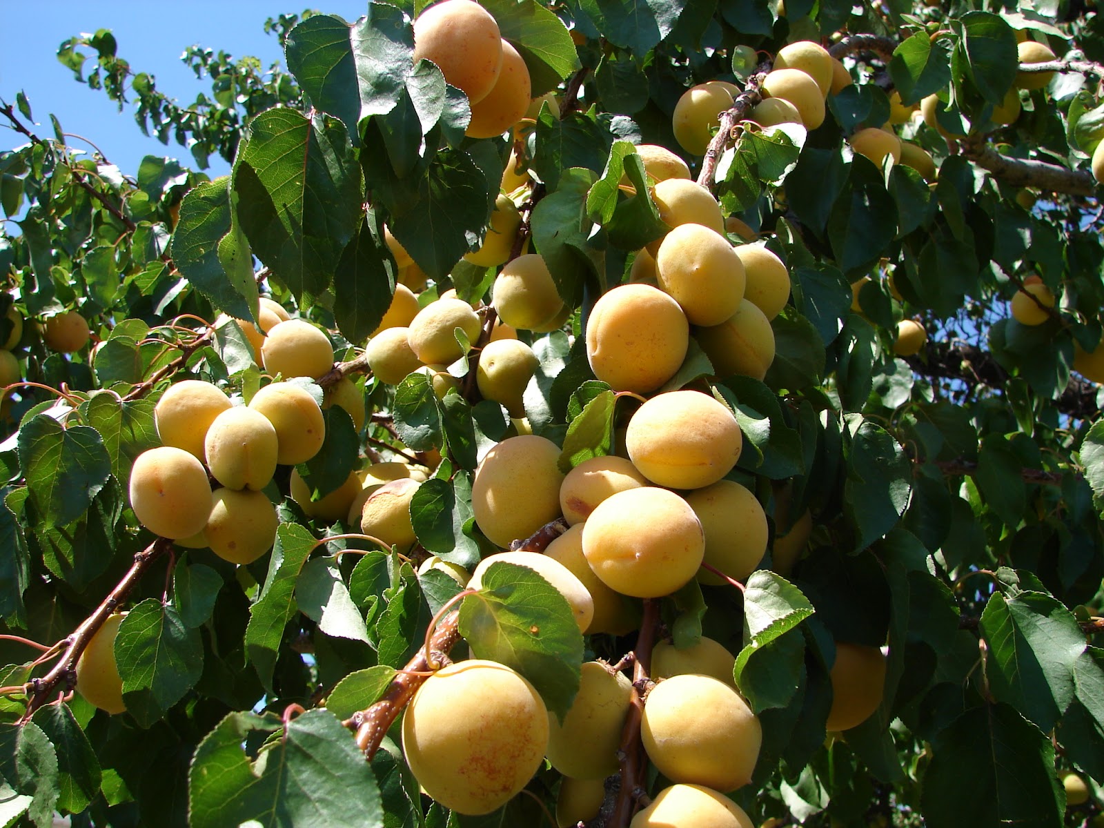 New Utah Gardener Apricot Jam!