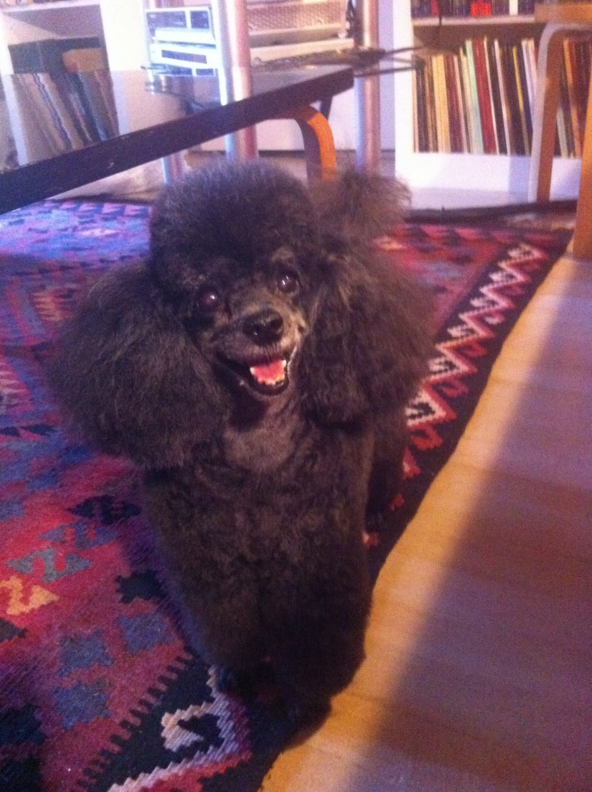 A1 pet grooming, New York