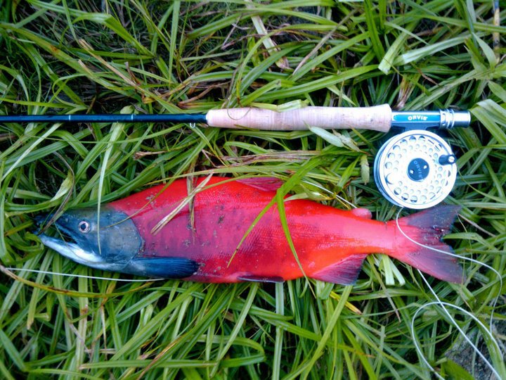 Erik’s Fly Fishing Blog The Kokanee Myth
