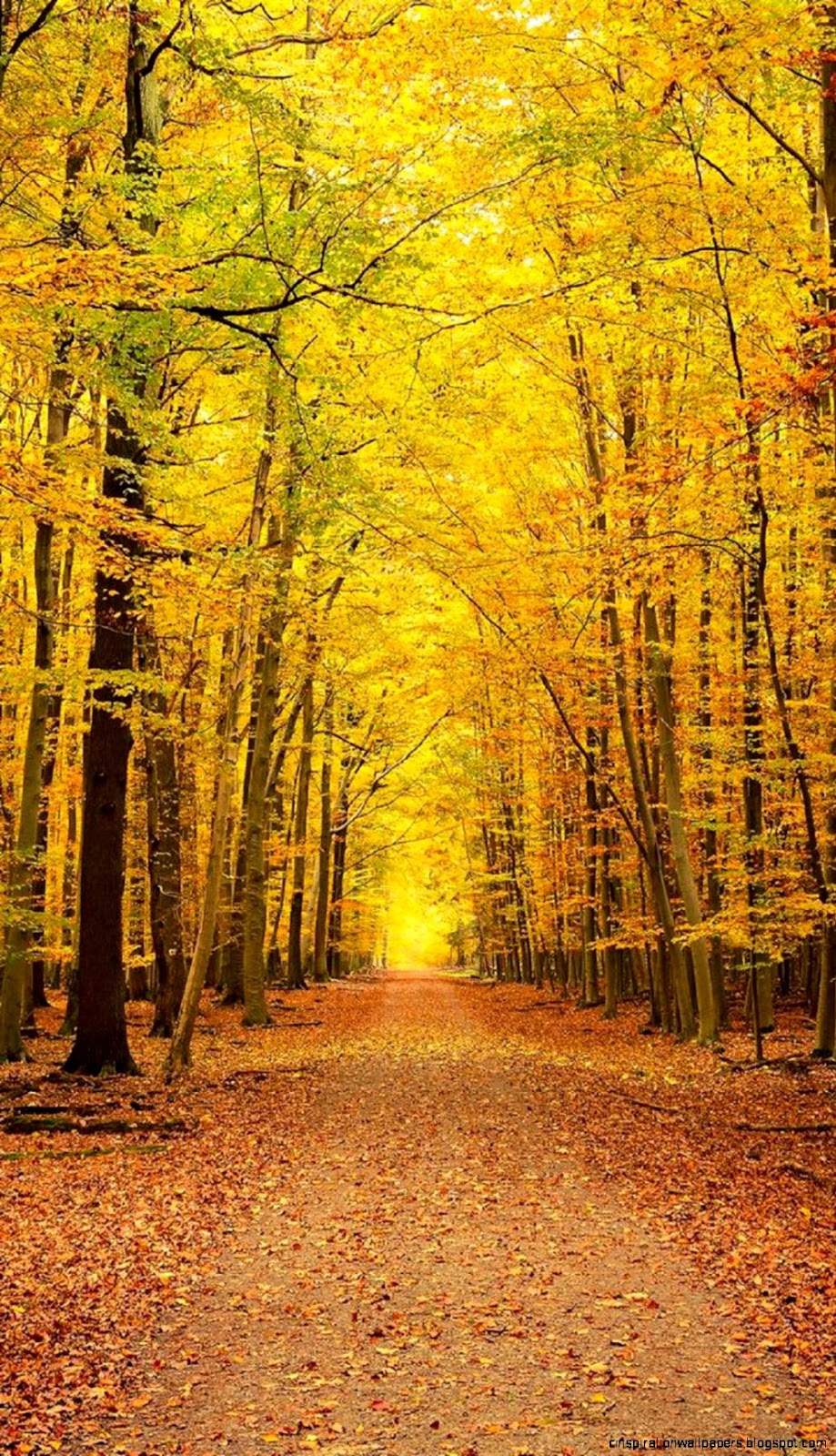 Yellow Autumn Forest Yellow Autumn Forest