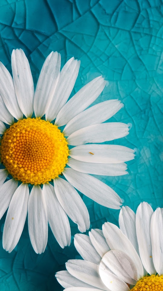 Daisies Petals Flowers Background Android Wallpaper