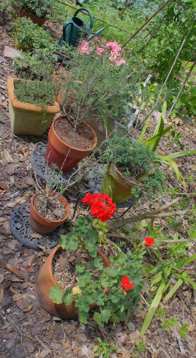 Gardening in Central Florida: Mid-March in the Central Florida Garden