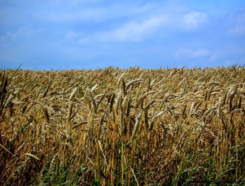 Crop Wallpapers and Pictures 6 Items Page 1 of 1 Crop Wallpapers and Pictures 6 Items Page 1 of 1