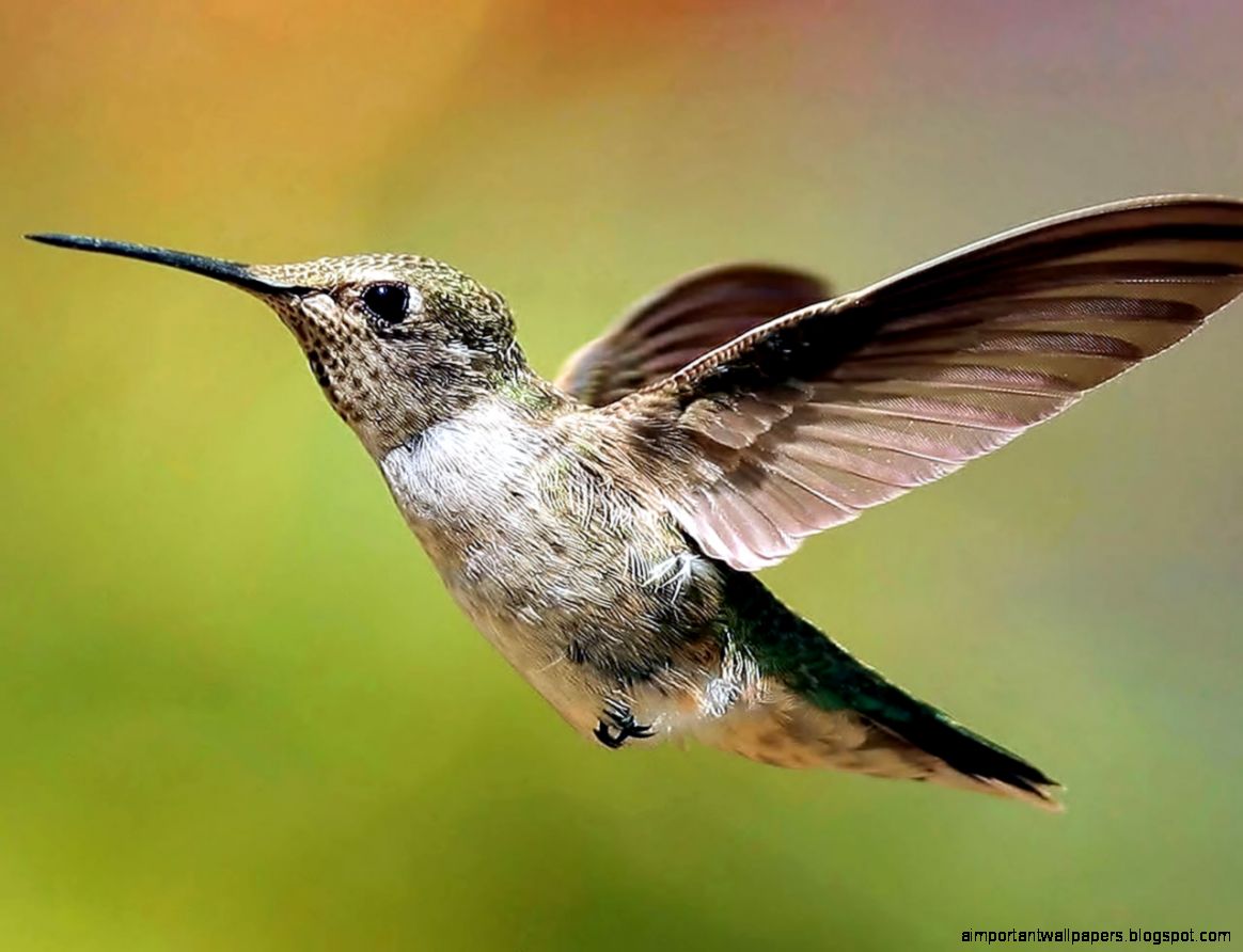 Colibri Bird Wallpaper ImgMob Colibri Bird Wallpaper ImgMob