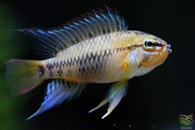 Apistogramma viejita / Rio Guarrojo