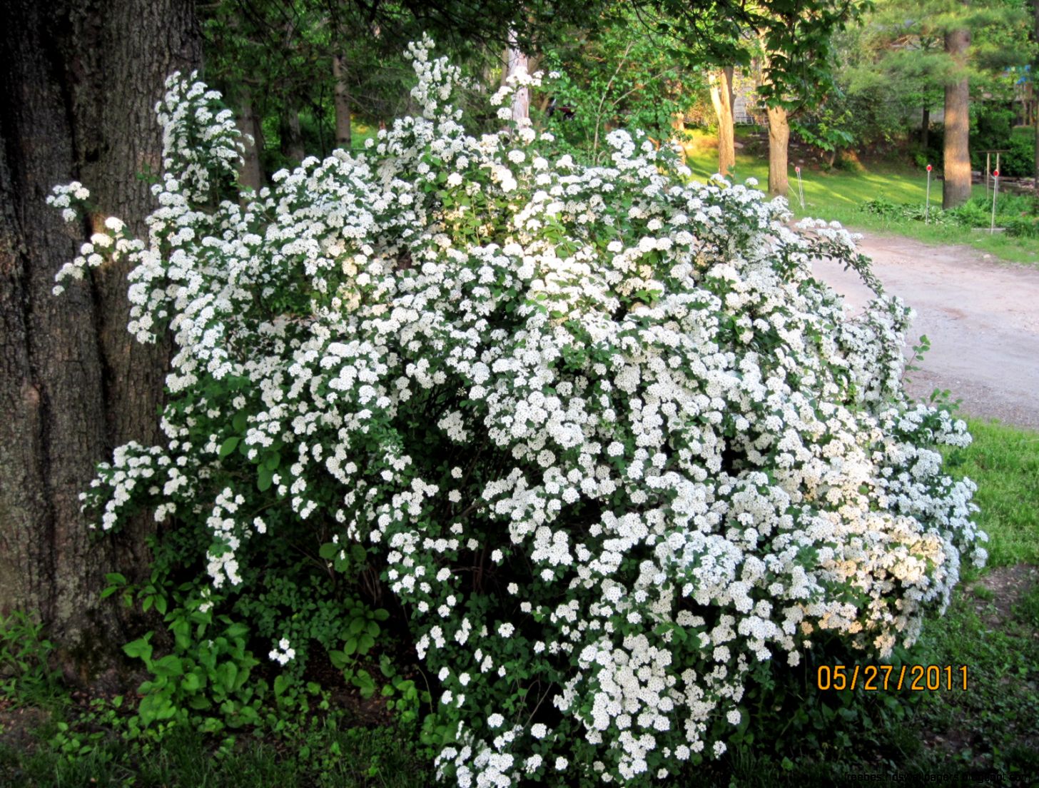 White Flowering Bush with Flowers White Flowering Bush with Flowers