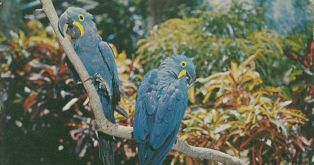 Vintage Travel Postcards Parrot Jungle
