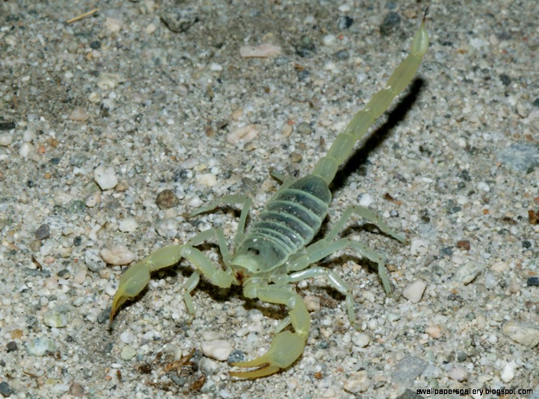 California Scorpions California Scorpions