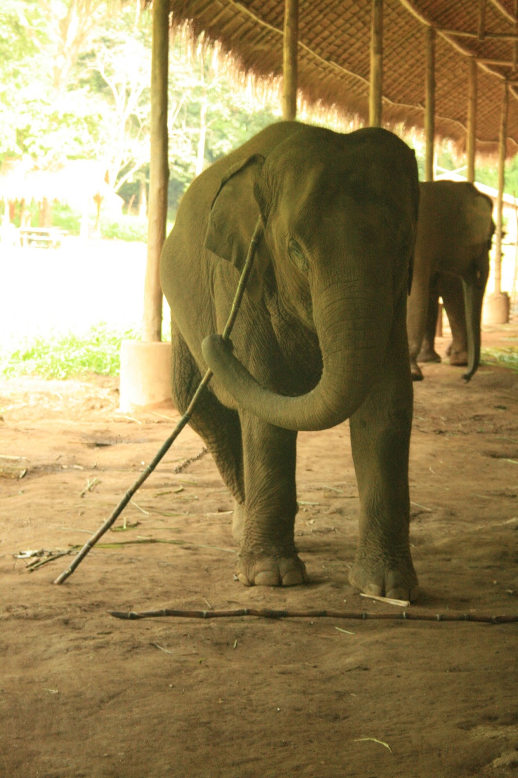 Some of the Smartest Animals in the World