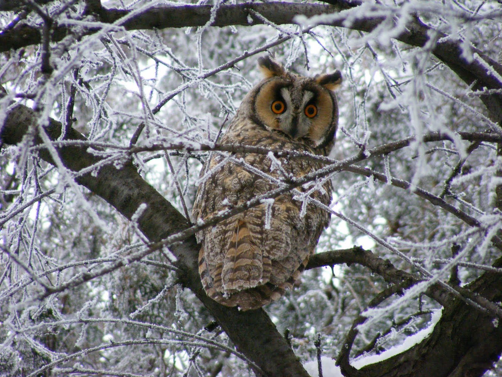 long eared owl long eared owl