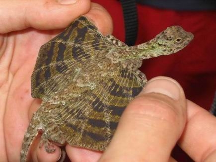 Gliding Lizard Indonesia