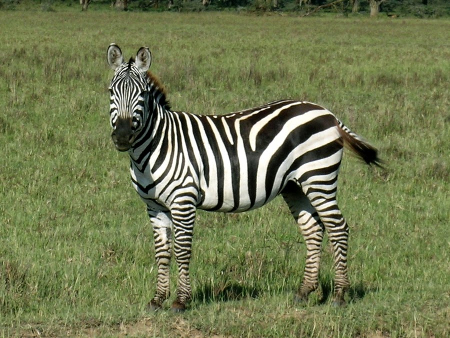 are zebras white with black stripes national geographic are zebras white with black stripes national geographic