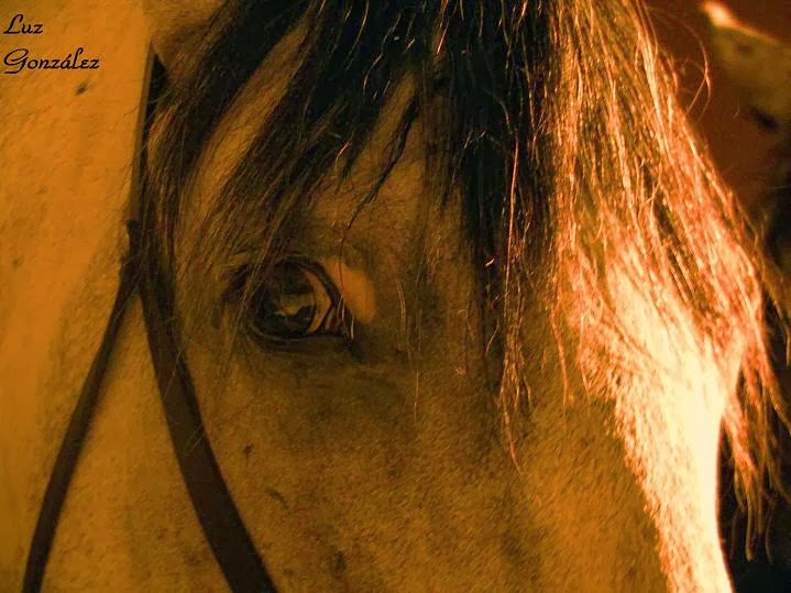 The New York Times Crossword in Gothic 12.03.13 — Horse Tack