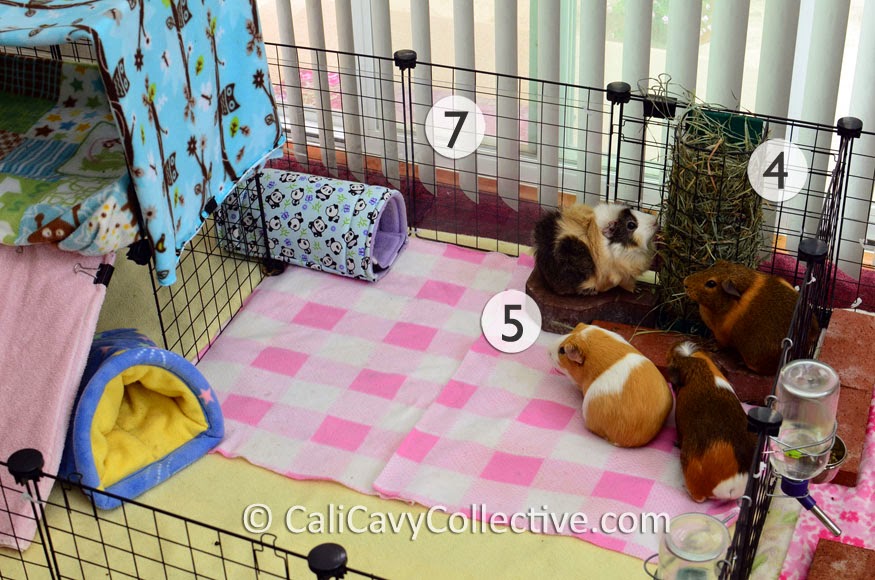 cali cavy collective a