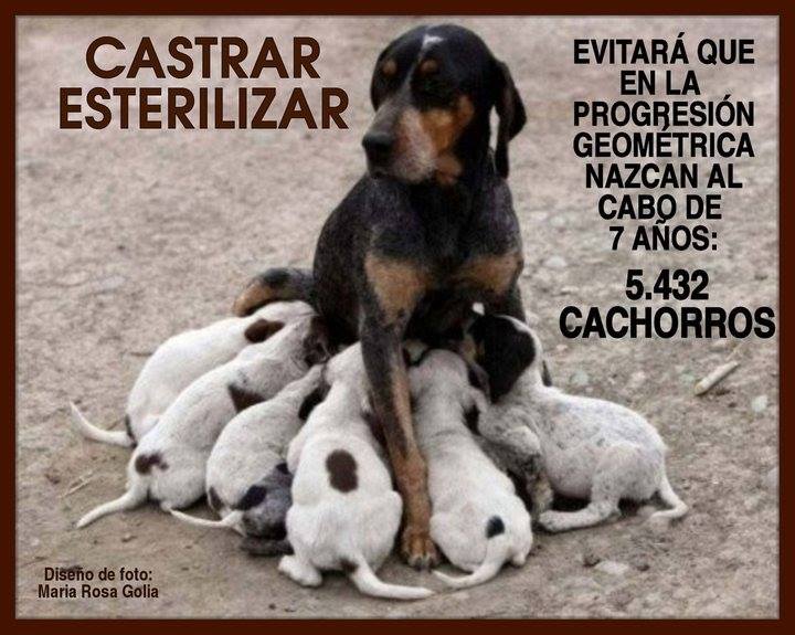 El fauno y basajaun