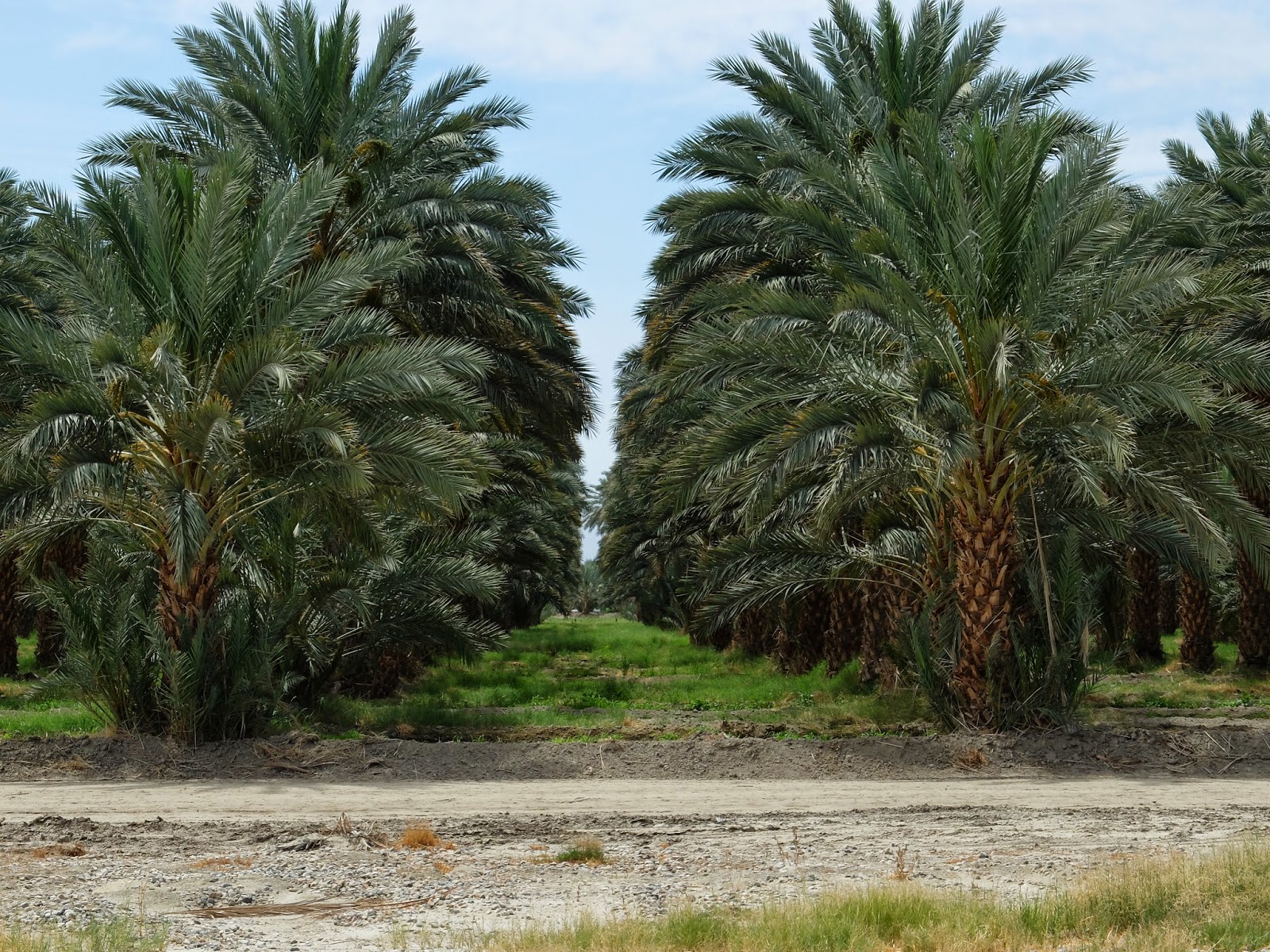 TravelMarx Oasis Date Gardens