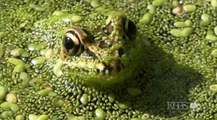 PBS Nature - Frogs, The Thin Green Line PBS Nature - Frogs, The Thin Green Line